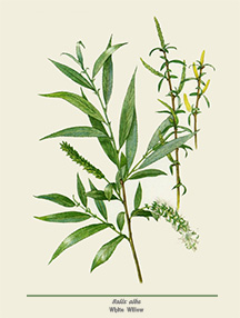 white willow for pain